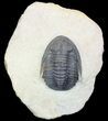 Cornuproetus? Trilobite - Tafroute, Morocco #54374-2